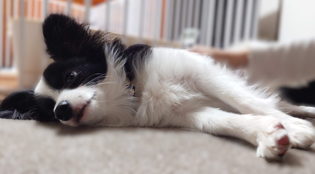 部屋でリラックスして伏せているパピヨン