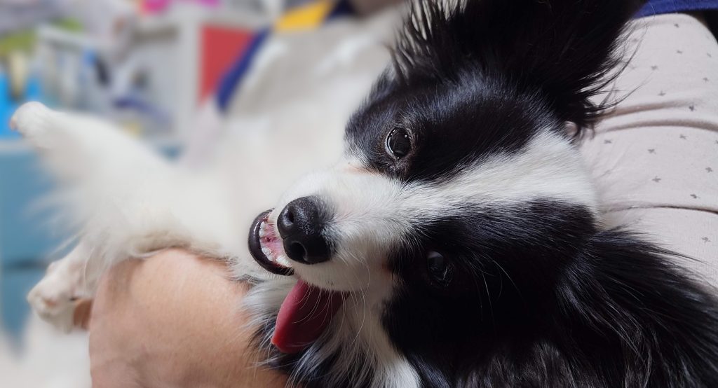 飼い主に抱っこされてリラックスしているパピヨンのアップ（目元の涙やけの様子）