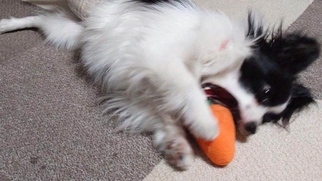 にんじんのおもちゃで遊ぶパピヨンのエイル|活発で遊び好きな性格がよく分かる一枚