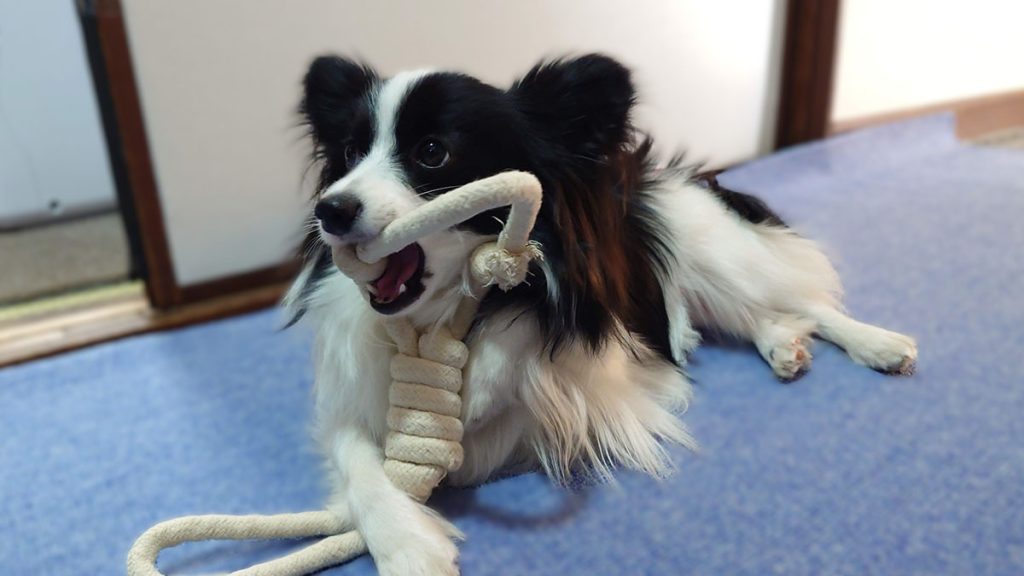 ロープおもちゃを咥えて得意げな顔のパピヨンのエイル|白黒カラーがボーダーコリーにそっくり