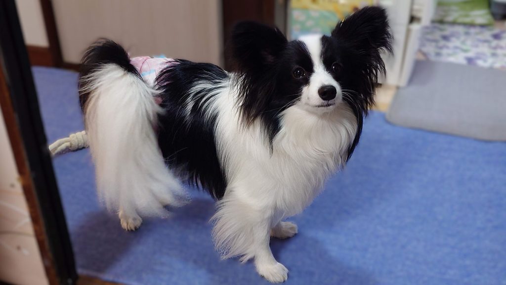 白黒（ホワイト＆ブラック）のパピヨン・エイル。額から鼻筋にかけてブレーズが入った左右対称の柄