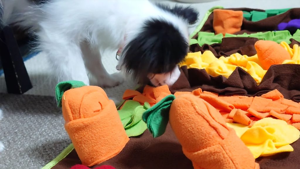 ノーズマットに顔を埋めてフード探しに夢中なパピヨンのエイル|頭を使う遊びで満足している様子