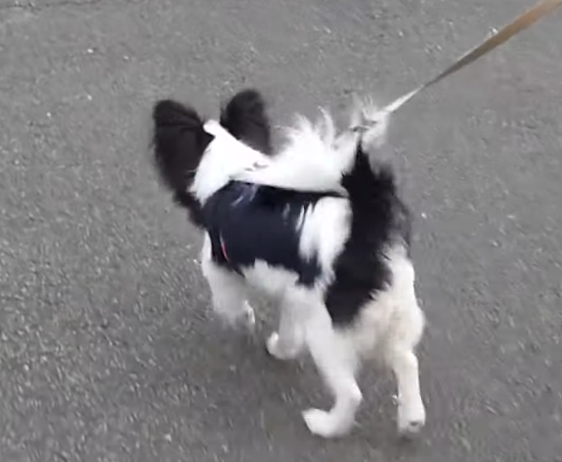 元気に軽快な足取りで散歩をするパピヨンの後ろ姿