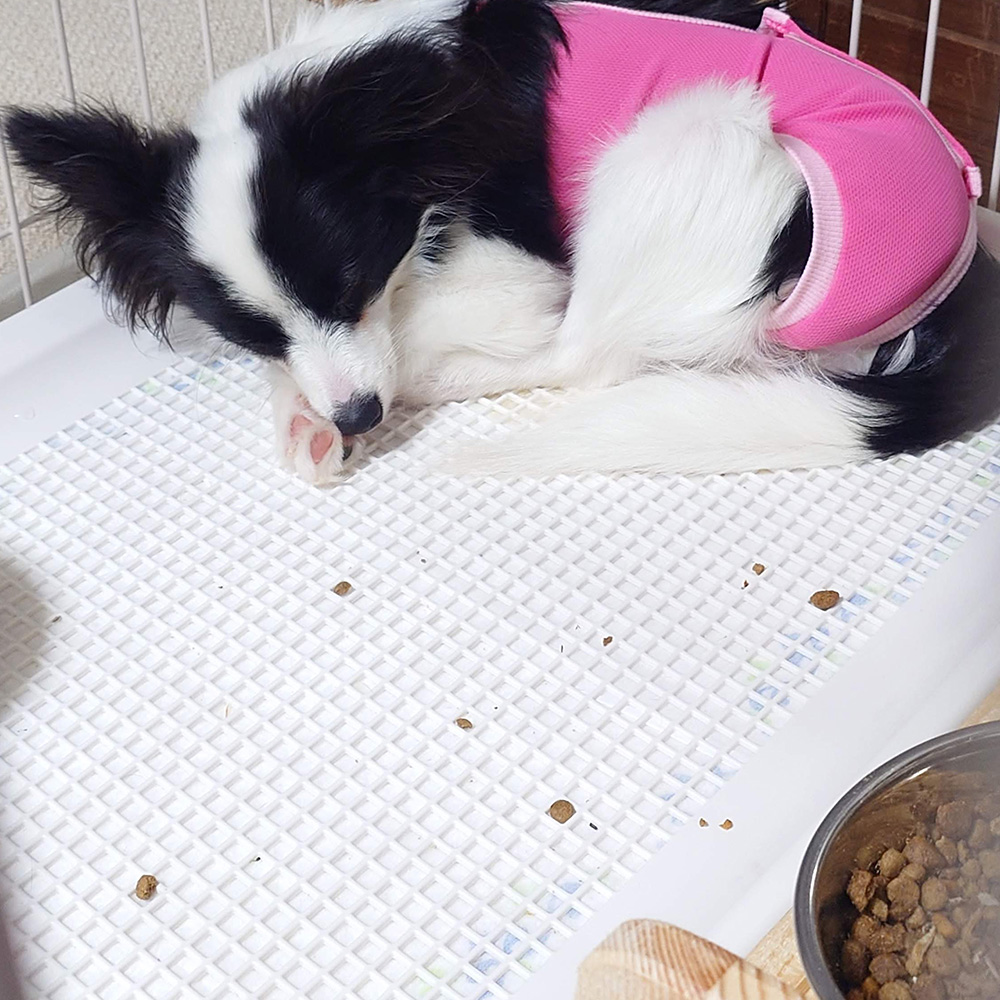 ドッグフードを食べずに床に散らかして寝ているパピヨン