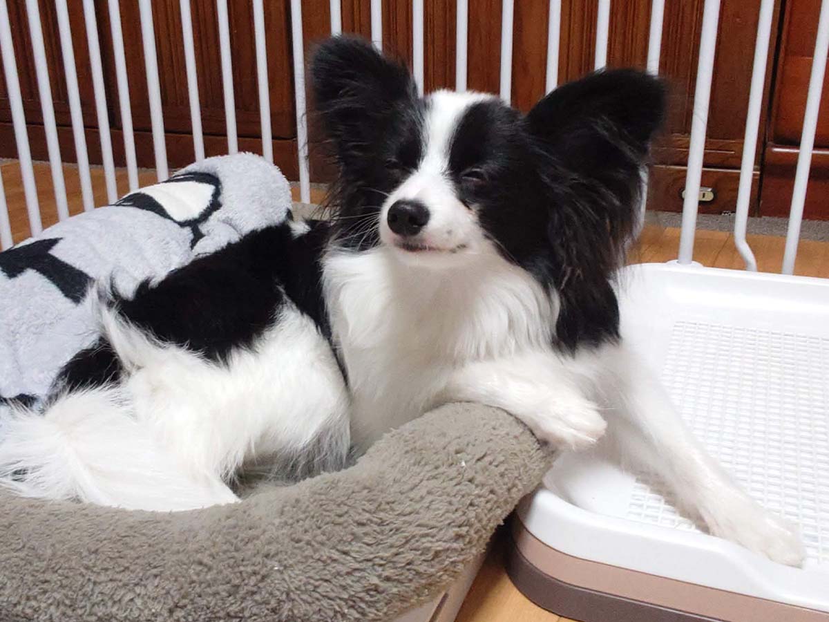 小型犬の暮らし整え手帖｜運営者・白瀬琴里とパピヨン・エイルのプロフィール