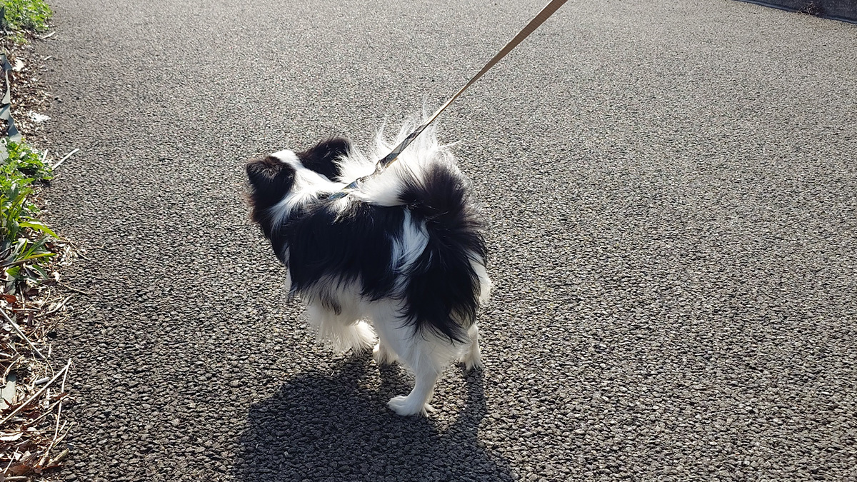 リードをつけて散歩中のパピヨンのエイル。風に耳毛がふわりとなびき、元気よく前を向いて歩いている