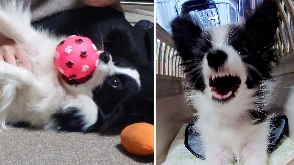 おもちゃで遊ぶやんちゃなパピヨン｜活発で遊び好きな性格