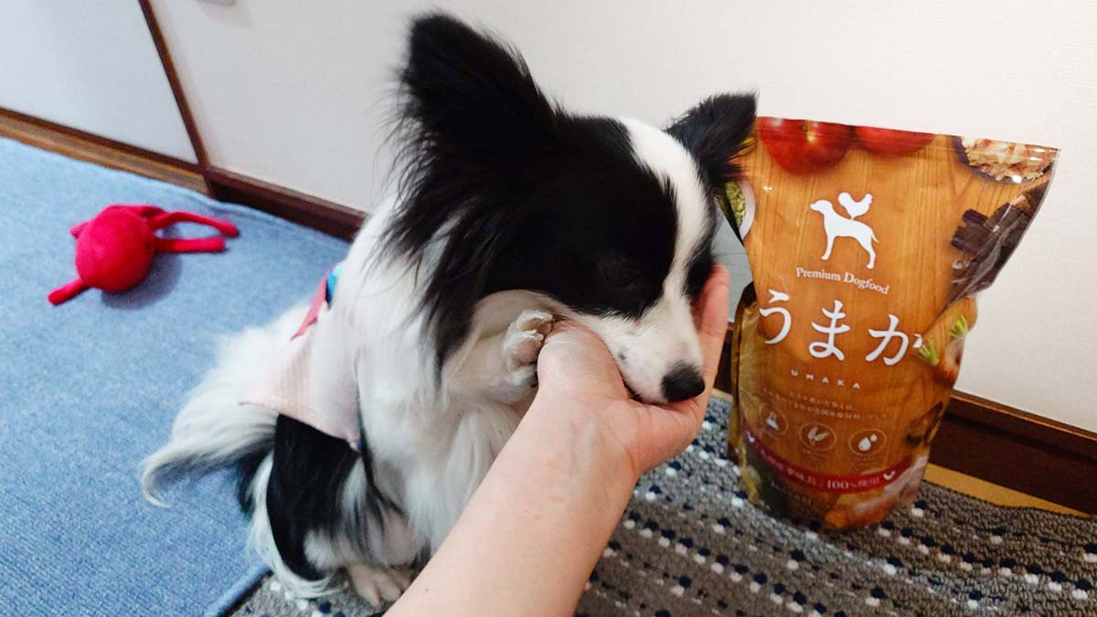 偏食のパピヨン「エイル」がうまかを食べようと両手で飼い主の手を引き寄せている様子