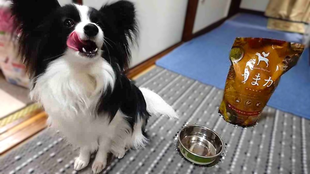 「もう一杯もらえんね?」と期待の眼差しでこちらを見つめるパピヨンのエイル