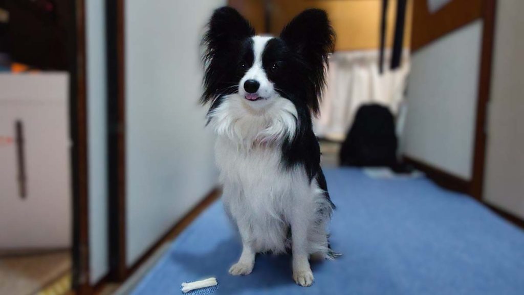 青いカーペットの上に座り、手前に転がっているヤギミルクガムを無視してカメラを見つめるパピヨンのエイル