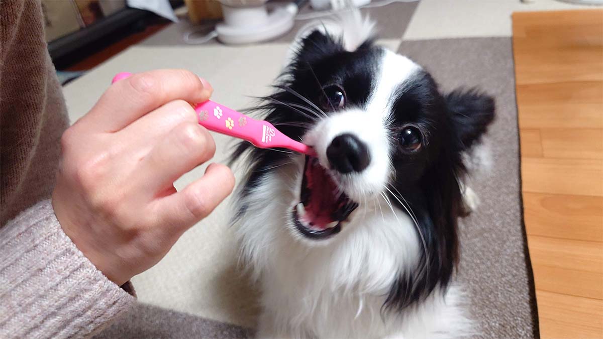 飼い主さんにピンクの歯ブラシで歯みがきをしてもらうパピヨン