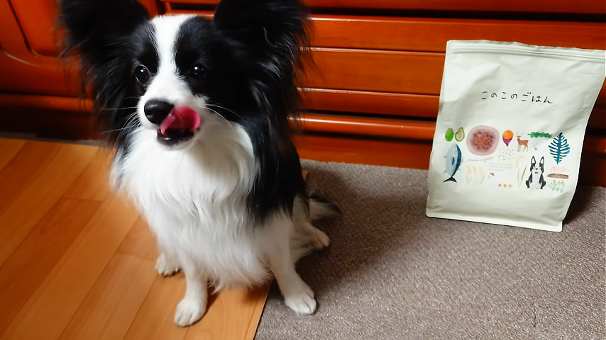 「このこのごはん」のパッケージの横でお行儀よくお座りし、ペロリと舌を出して期待に満ちた表情を浮かべるパピヨンのエイル