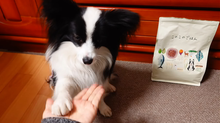 「このこのごはん」のパッケージの横で、飼い主の手に可愛いおててを置いて「お手」をするパピヨンのエイル