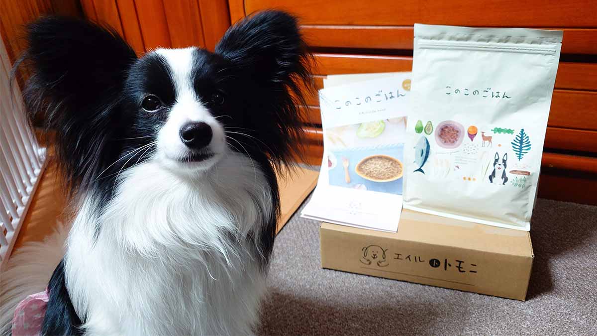 「エイルトトモニ」と名前を書いた専用段ボールと「このこのごはん」、お座りするパピヨンのエイル