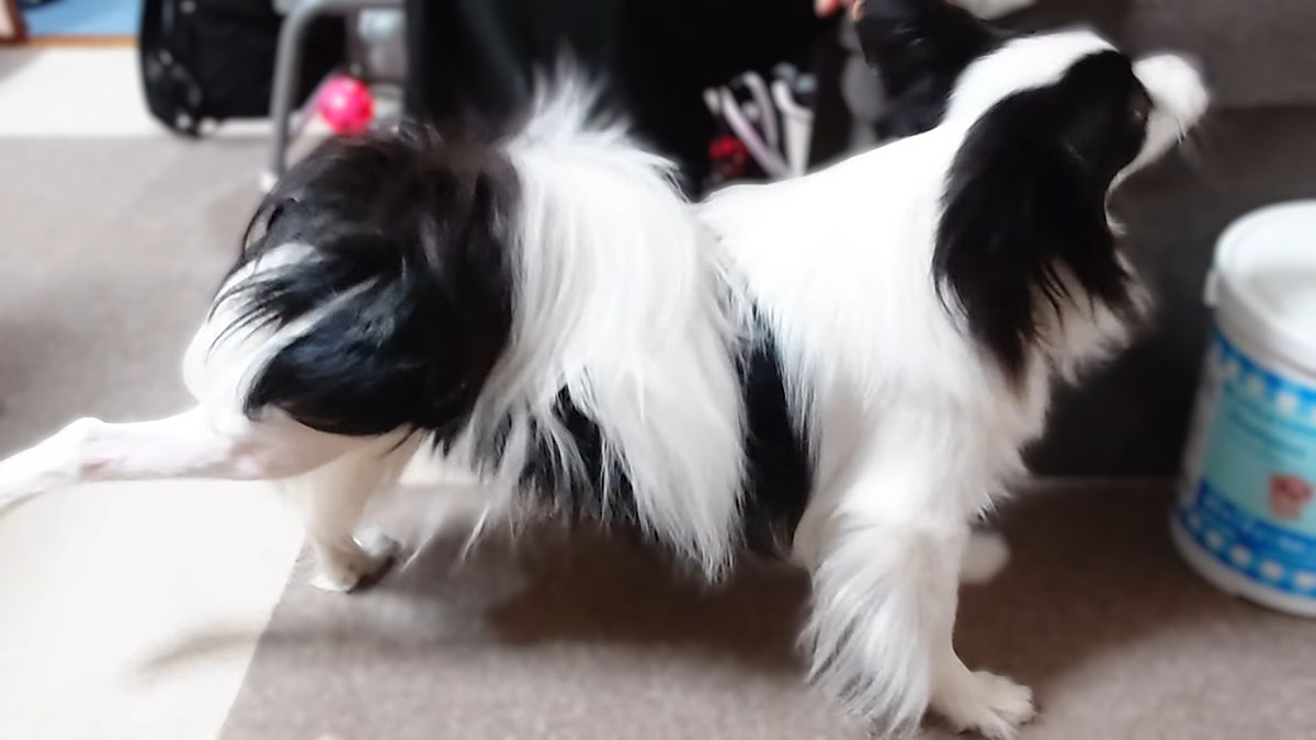 パテラで右後ろ脚に違和感を感じて、ストレッチするように足を伸ばしているパピヨンのエイル。